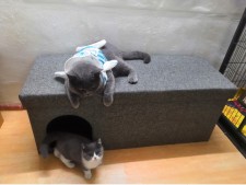 人貓兩用家具-貓窩收納箱/家居凳沙發凳-多尺寸 (T1248).